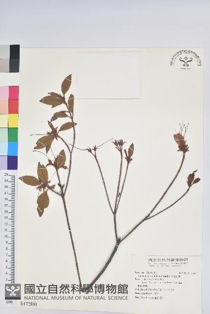 金毛杜鵑藏品圖，第1張