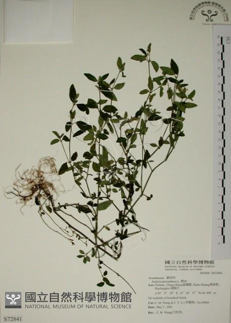 爵床藏品圖，第1張