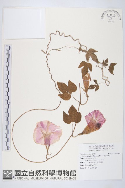 銳葉牽牛藏品圖，第1張