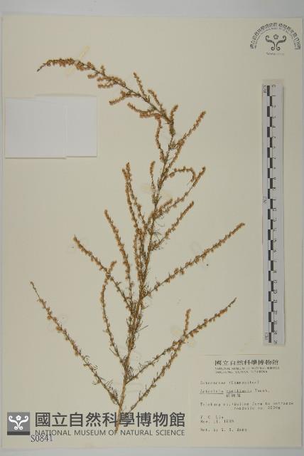 茵蔯蒿藏品圖，第1張