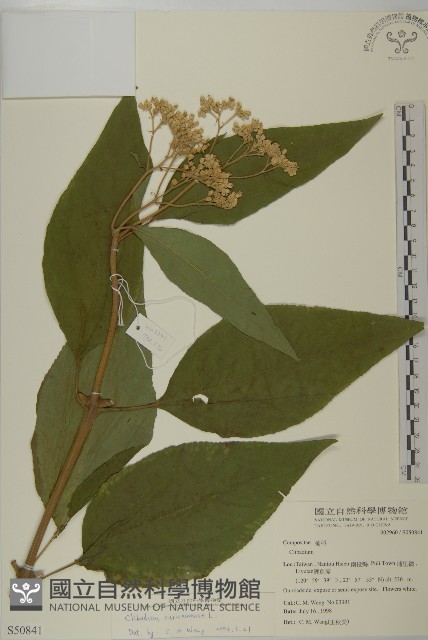 蘇利南野菊藏品圖，第1張