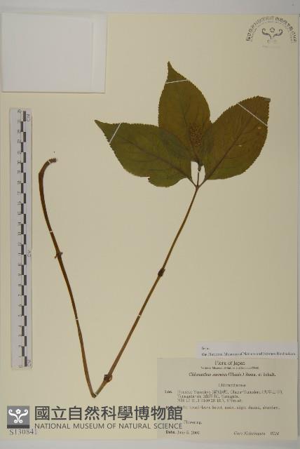 Accession Number:S130841 Collection Image, Figure 1, Total 2 Figures