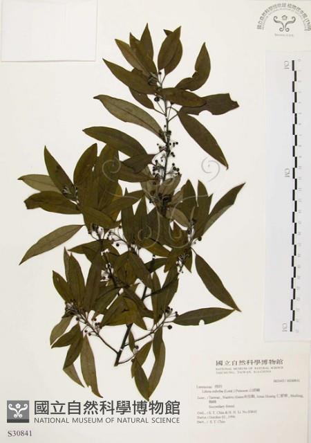 Moutain Spicy Tree Collection Image