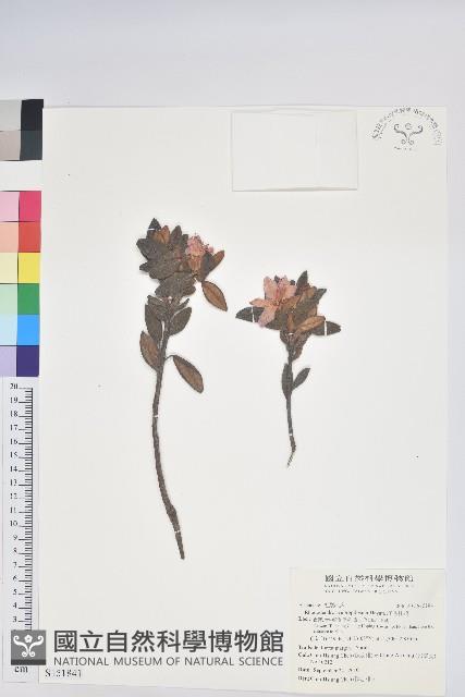 紅毛杜鵑藏品圖，第1張