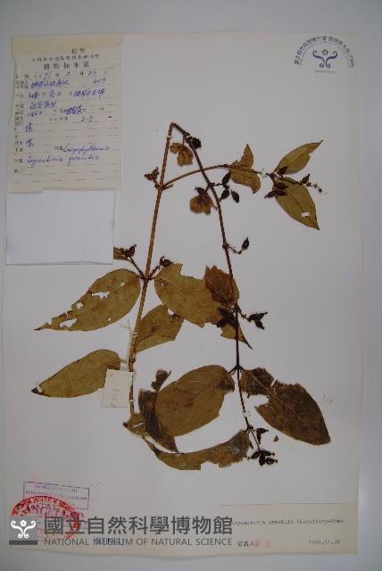 纖細風吹蕭藏品圖，第1張