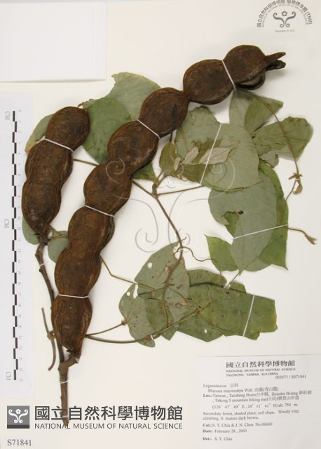 山葛藏品圖，第1張