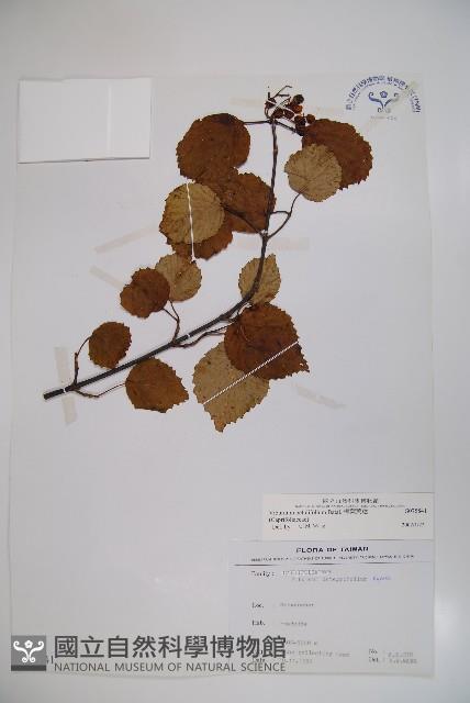 樺葉莢迷、玉山莢迷藏品圖，第1張