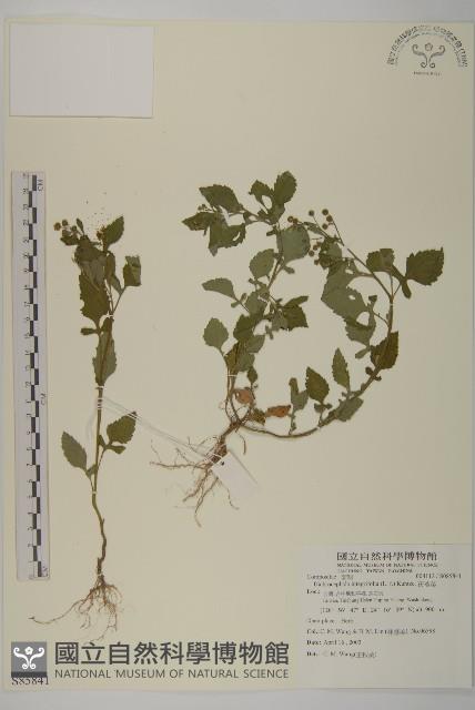 茯苓菜藏品圖，第1張