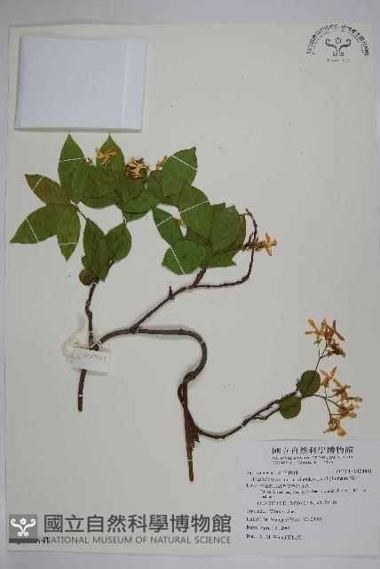 絡石藏品圖，第1張