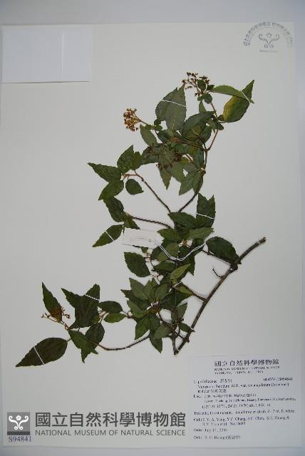 狹葉莢迷藏品圖，第1張