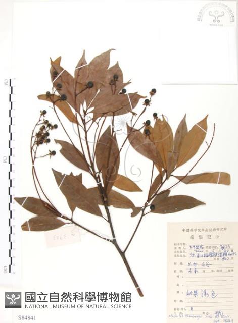 豬腳楠藏品圖，第1張