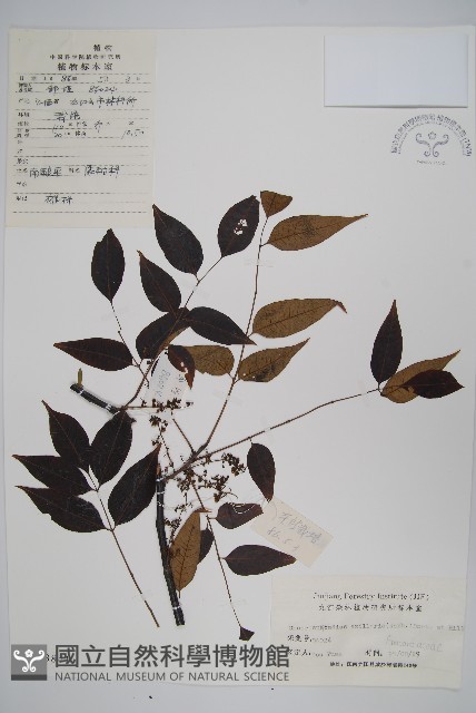 南酸棗藏品圖，第1張