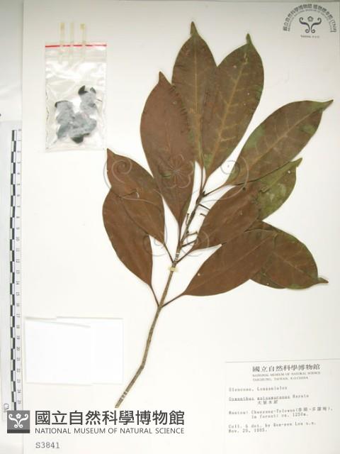 大葉木犀藏品圖，第1張