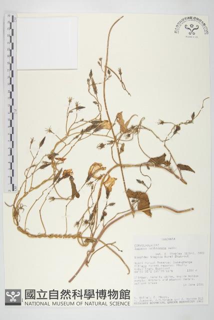 登錄號:S093841藏品圖，第1張