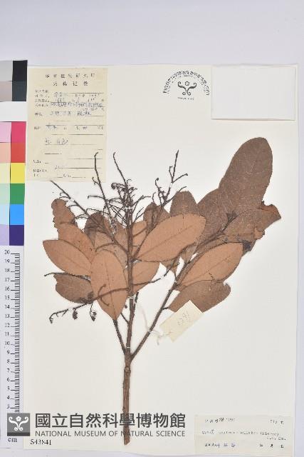 泡花樹藏品圖，第1張