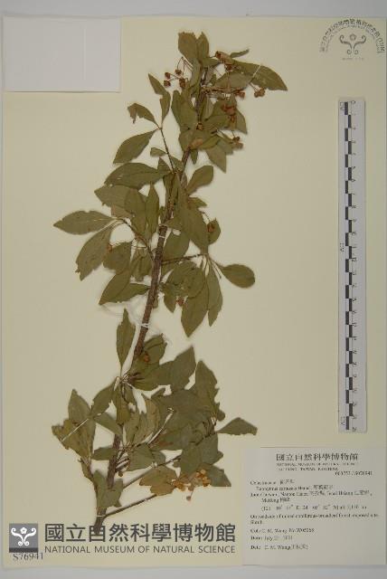 厚葉衛矛, 源一木藏品圖，第1張