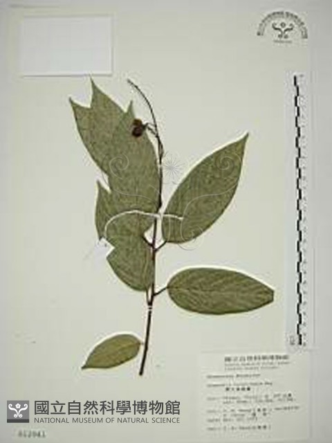 巒大雀梅藤藏品圖，第1張