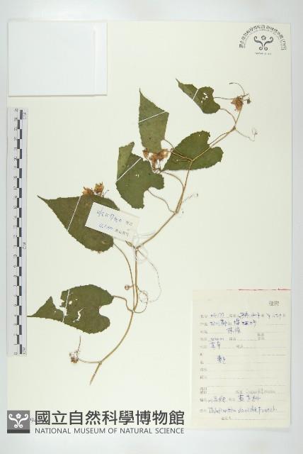 登錄號:S132941藏品圖，第1張