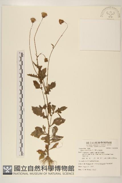 白仔菜藏品圖，第1張