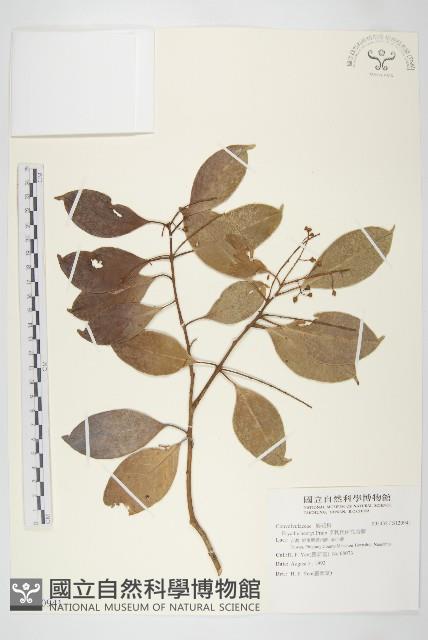 亨利氏伊立基藤藏品圖，第1張