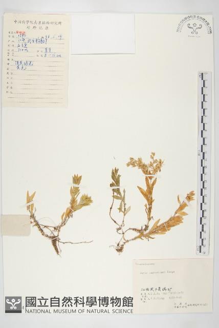 垂盆草藏品圖，第1張