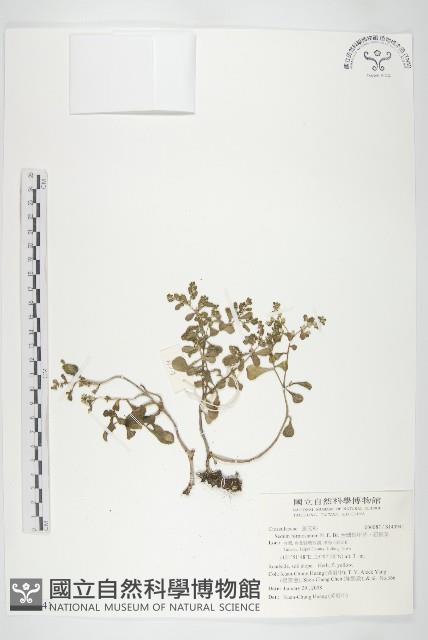 台灣佛甲草、石板菜藏品圖，第1張