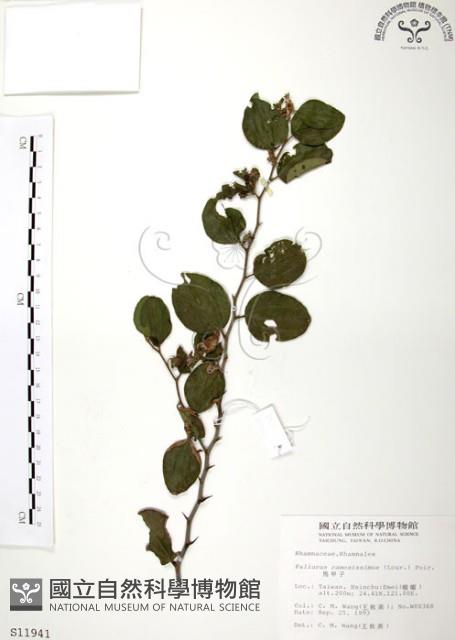 馬甲子藏品圖，第1張