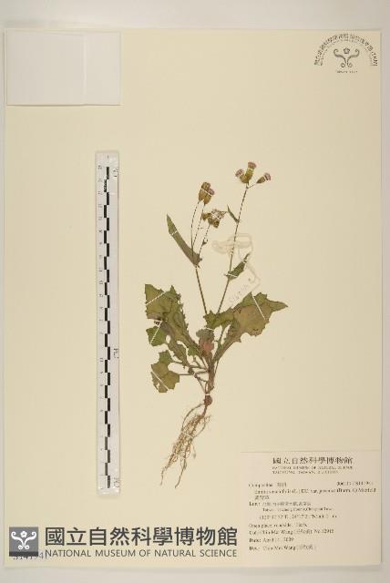 紫背草藏品圖，第1張