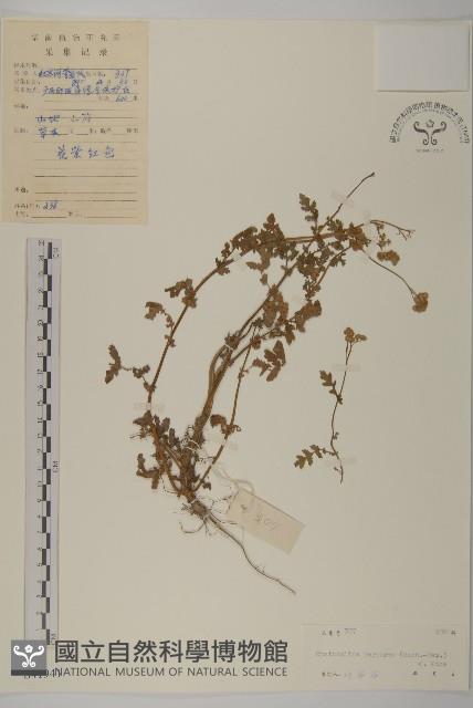 杯菊藏品圖，第1張