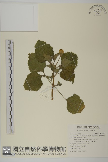 排香草藏品圖，第1張
