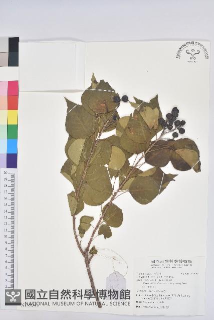 白臼藏品圖，第1張