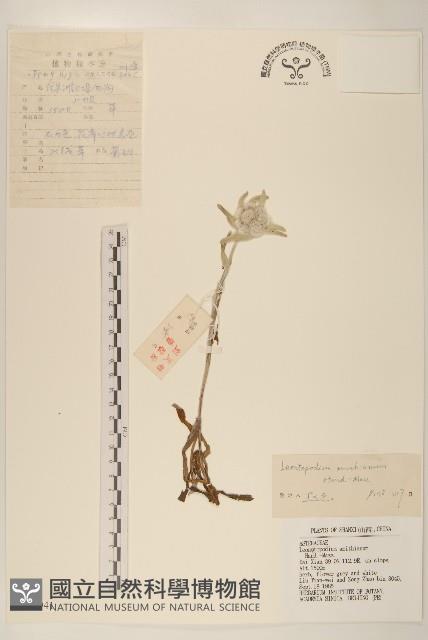 絹茸火絨草藏品圖，第1張