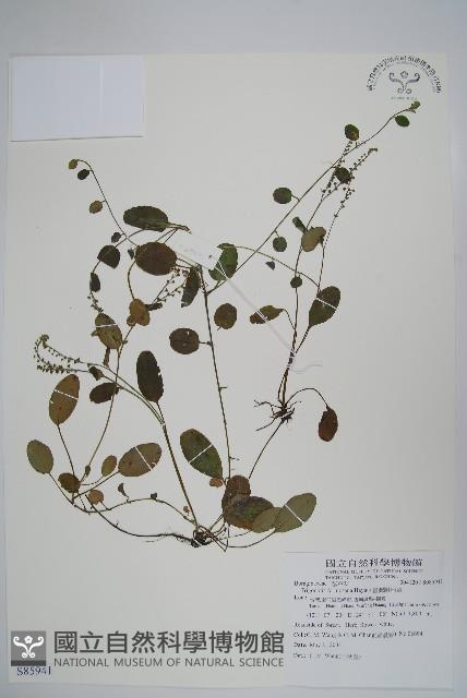 臺灣附地草藏品圖，第1張