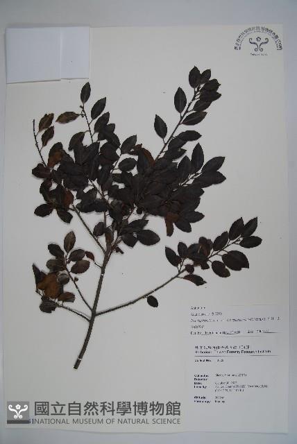 太平山冬青藏品圖，第1張