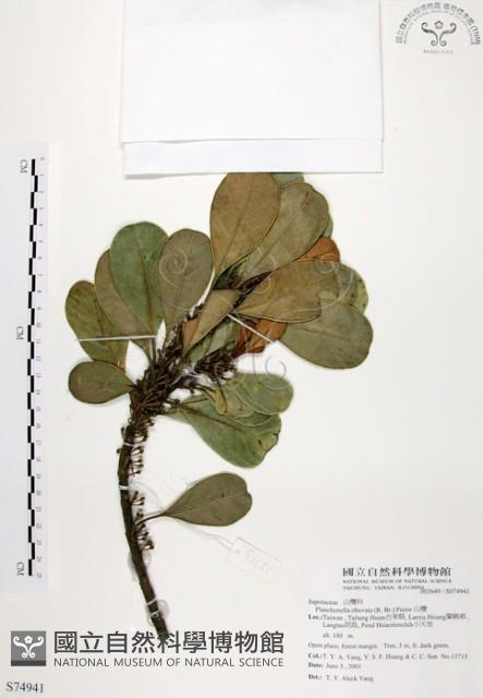 山欖、樹青藏品圖，第1張