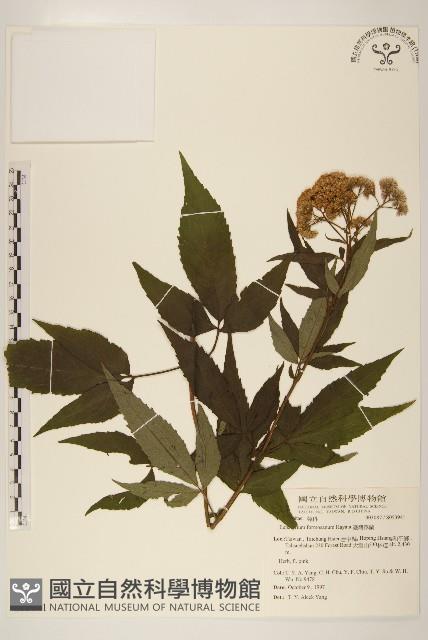 臺灣澤蘭藏品圖，第1張