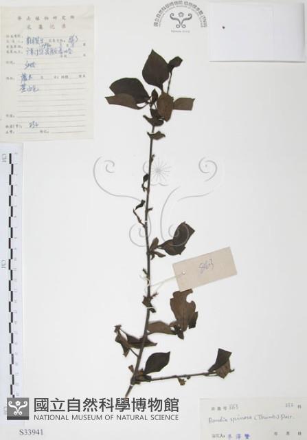 Spiny Randia Collection Image