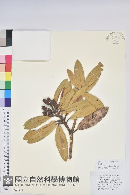 馬纓花藏品圖，第1張