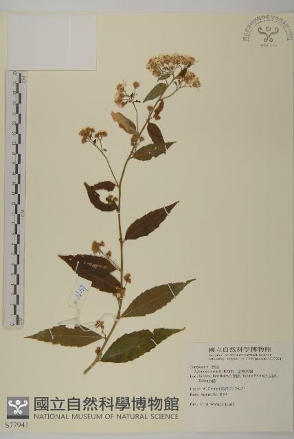 臺灣馬蘭藏品圖，第1張