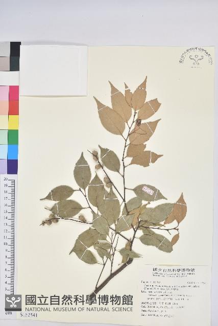 長尾尖葉櫧藏品圖，第1張