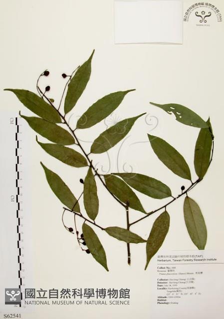 墨點櫻桃、黑星櫻藏品圖，第1張