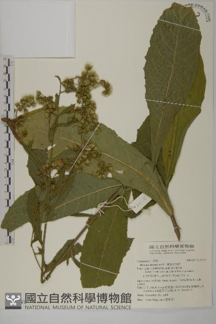 薄葉艾納香藏品圖，第1張