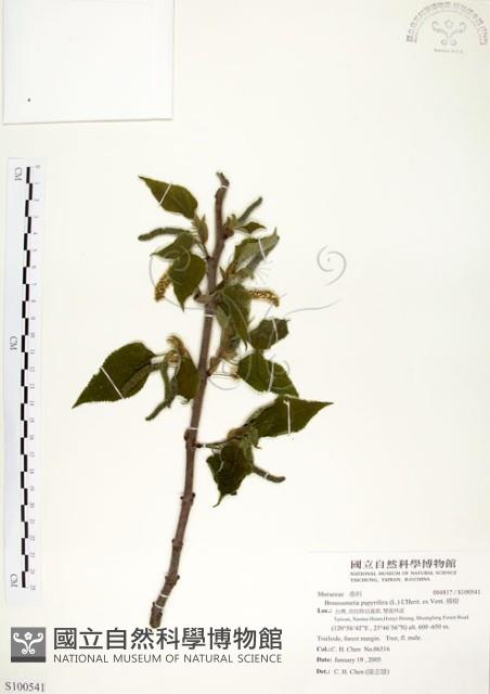 構樹藏品圖，第1張