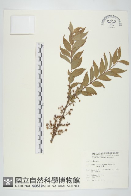 臺灣馬桑藏品圖，第1張