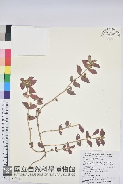 飛揚草藏品圖，第1張