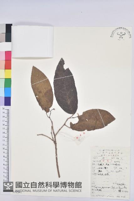 白木烏臼藏品圖，第1張