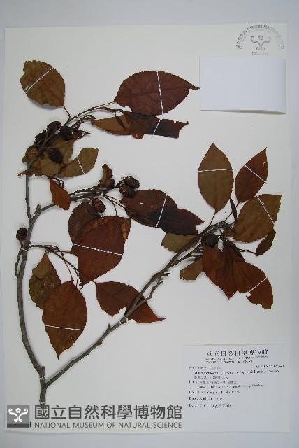 臺灣赤楊、臺灣榿木藏品圖，第1張