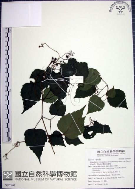 漢氏山葡萄藏品圖，第1張