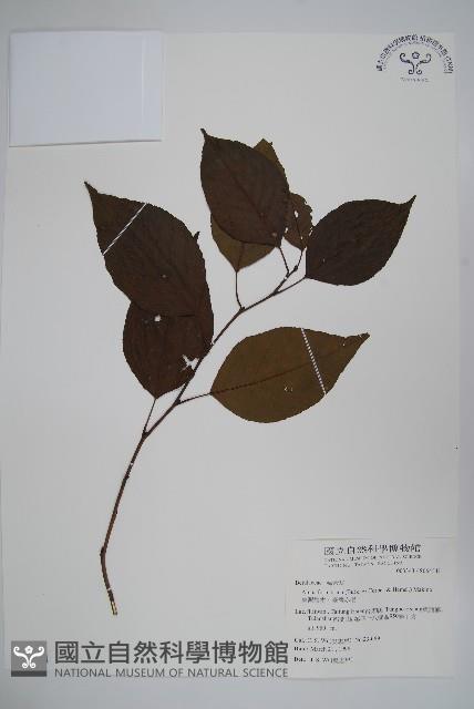臺灣赤楊、臺灣榿木藏品圖，第1張