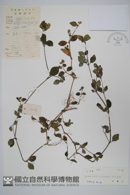 爵床、六角英藏品圖，第1張